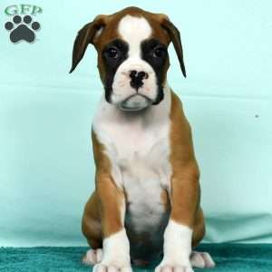 Ingar, Boxer Puppy