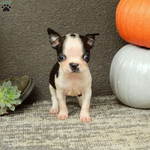 Ingrid, Boston Terrier Puppy