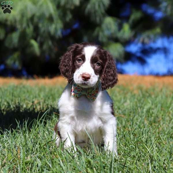 Irene, English Springer Spaniel Puppy