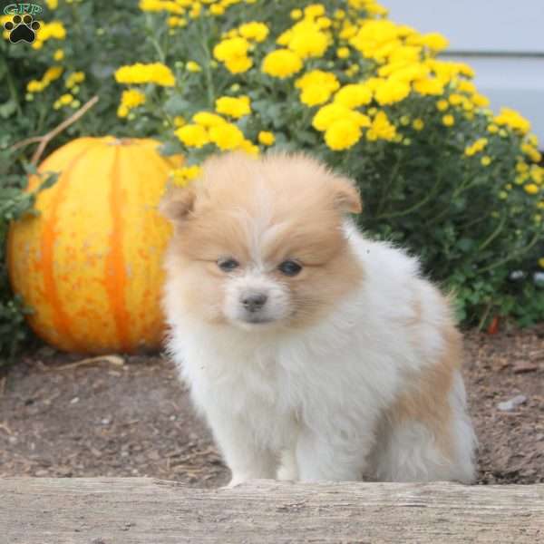 Iris, Pomeranian Puppy