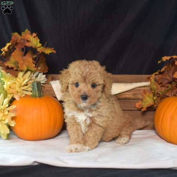 Iris, Maltipoo Puppy
