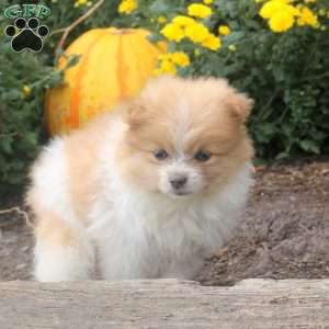 Iris, Pomeranian Puppy