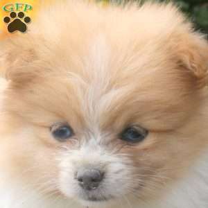 Iris, Pomeranian Puppy