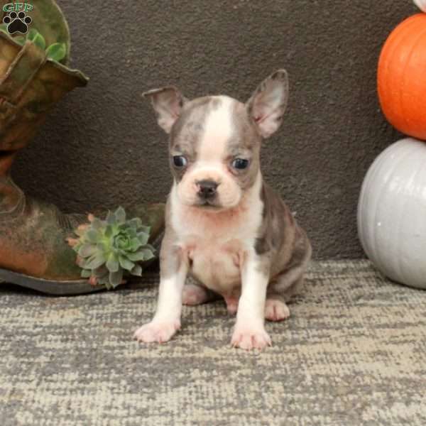 Irwin, Boston Terrier Puppy