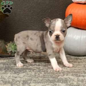 Irwin, Boston Terrier Puppy