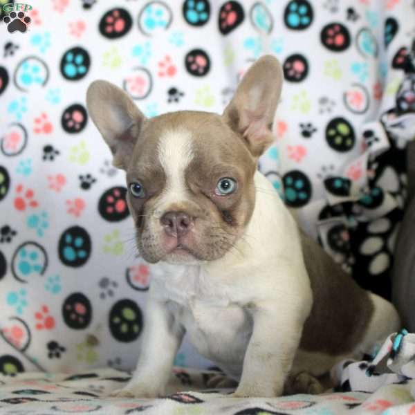Isaac, French Bulldog Puppy