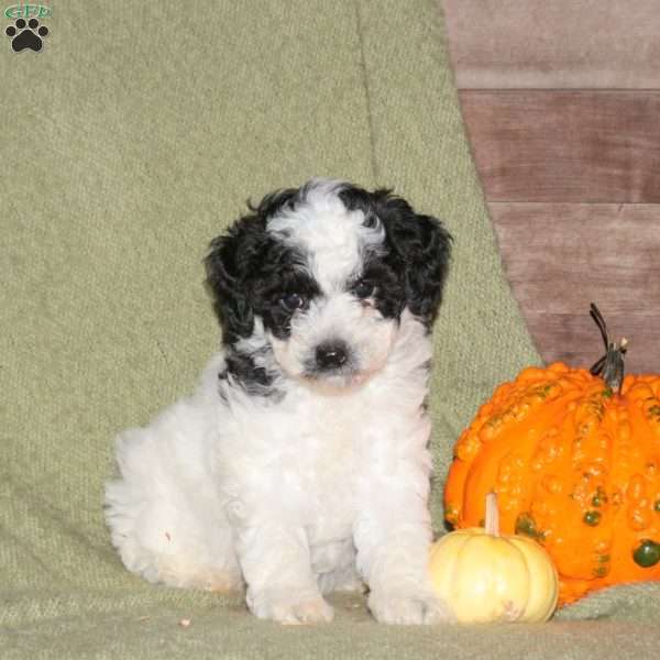 Isaac, Miniature Poodle Puppy