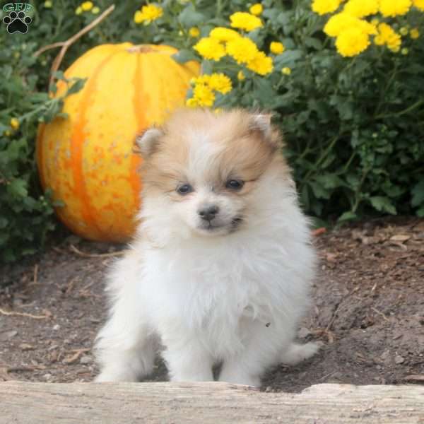 Isaac, Pomeranian Puppy