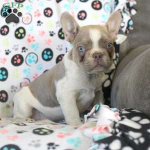 Isaac, French Bulldog Puppy
