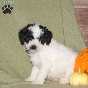 Isaac, Miniature Poodle Puppy