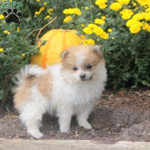 Isaac, Pomeranian Puppy