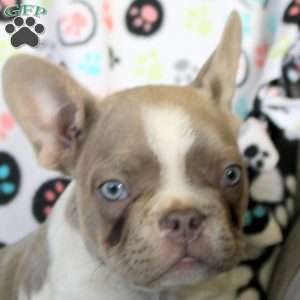 Isaac, French Bulldog Puppy