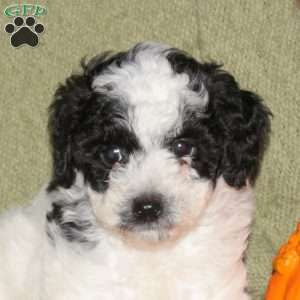 Isaac, Miniature Poodle Puppy