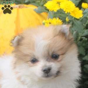 Isaac, Pomeranian Puppy