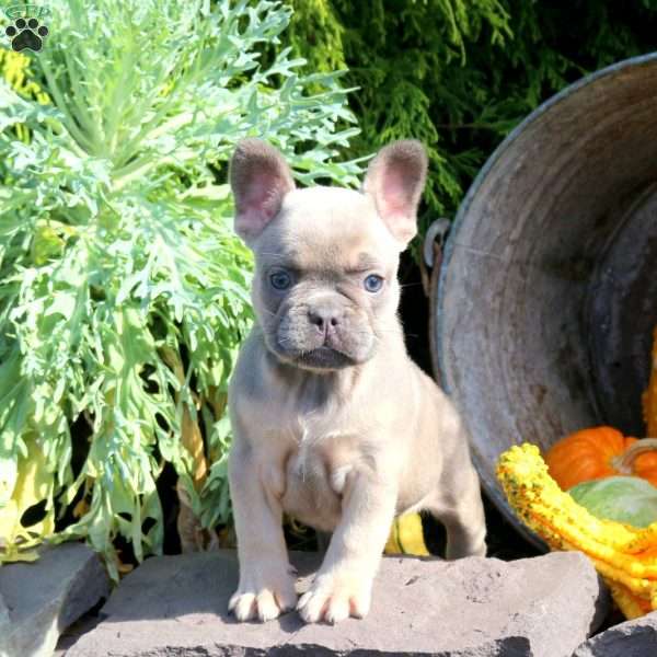 Isabel, French Bulldog Puppy