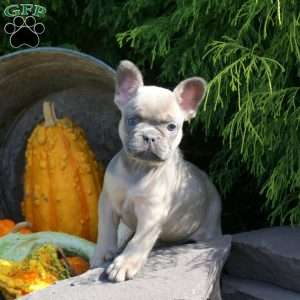 Isabel, French Bulldog Puppy