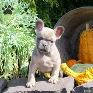 Isabel, French Bulldog Puppy
