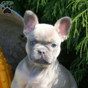 Isabel, French Bulldog Puppy