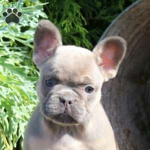 Isabel, French Bulldog Puppy