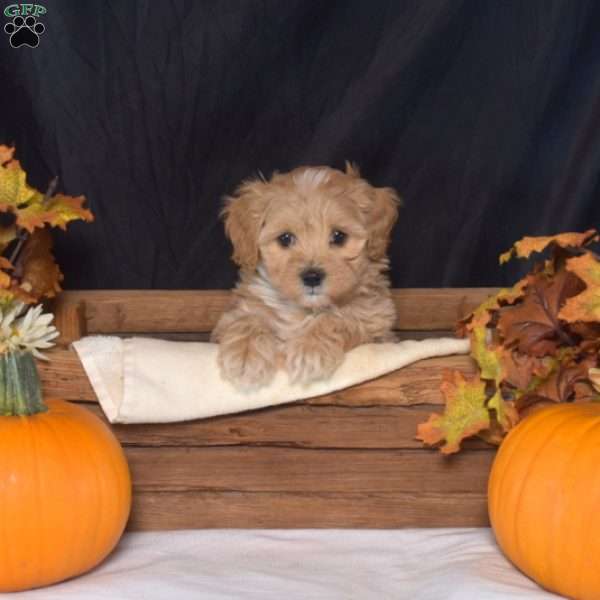 Isabelle, Maltipoo Puppy