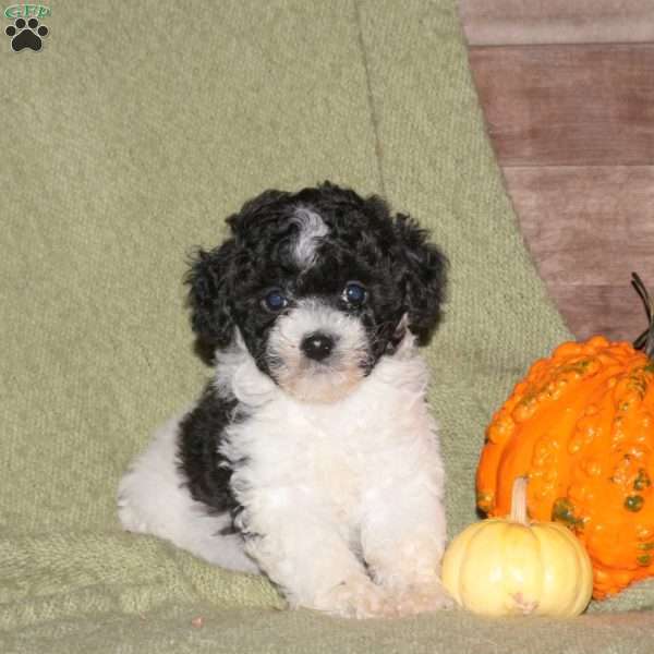Isaiah, Miniature Poodle Puppy