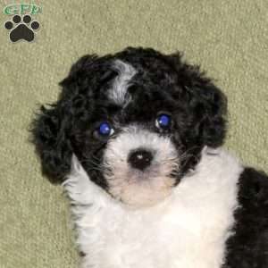 Isaiah, Miniature Poodle Puppy