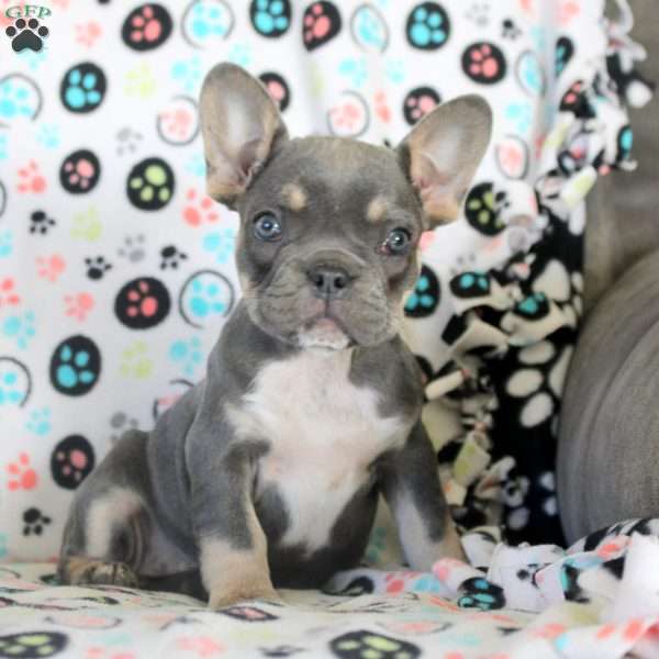 Isla, French Bulldog Puppy