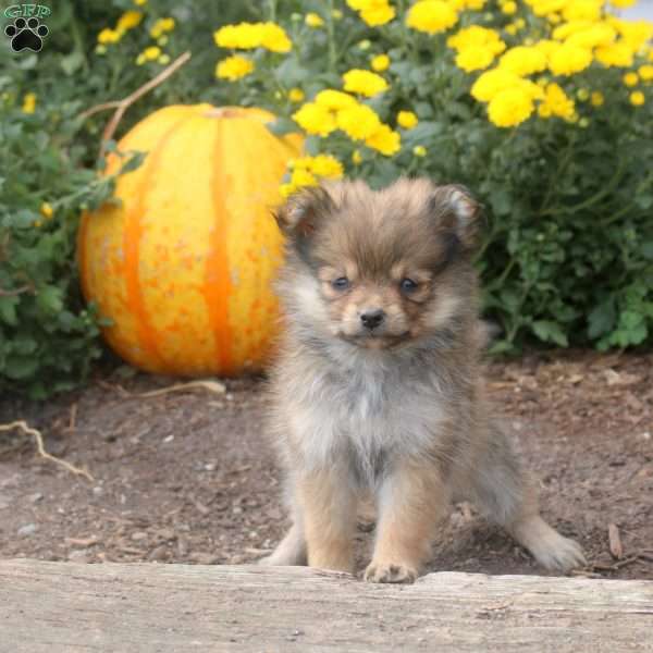 Isla, Pomeranian Puppy