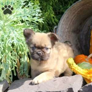 Isla, French Bulldog Puppy