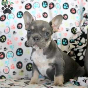 Isla, French Bulldog Puppy