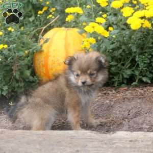 Isla, Pomeranian Puppy