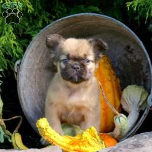 Isla, French Bulldog Puppy