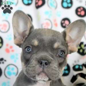 Isla, French Bulldog Puppy