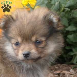 Isla, Pomeranian Puppy