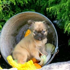 Isla, French Bulldog Puppy