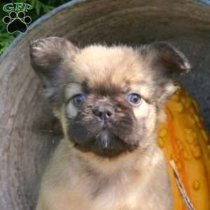 Isla, French Bulldog Puppy