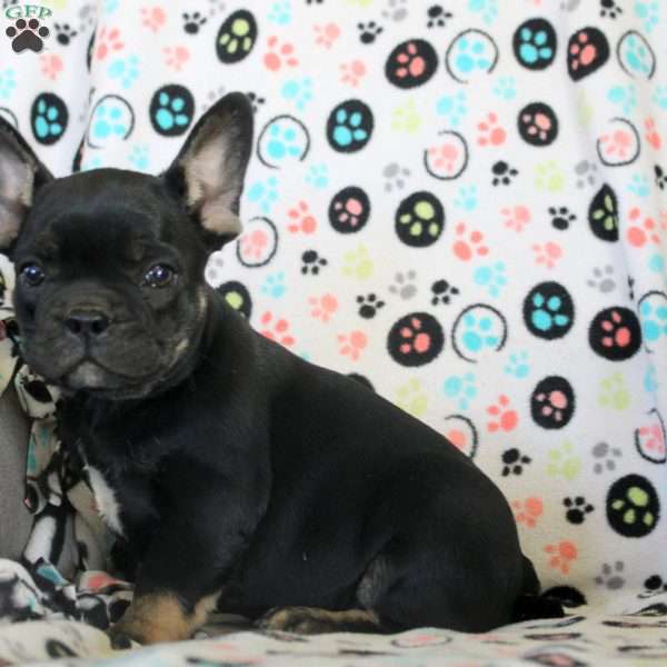 Ivan, French Bulldog Puppy