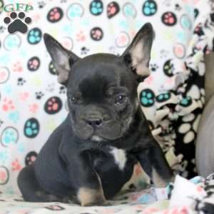 Ivan, French Bulldog Puppy
