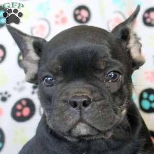 Ivan, French Bulldog Puppy