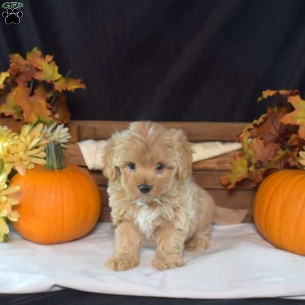 Ivory, Maltipoo Puppy