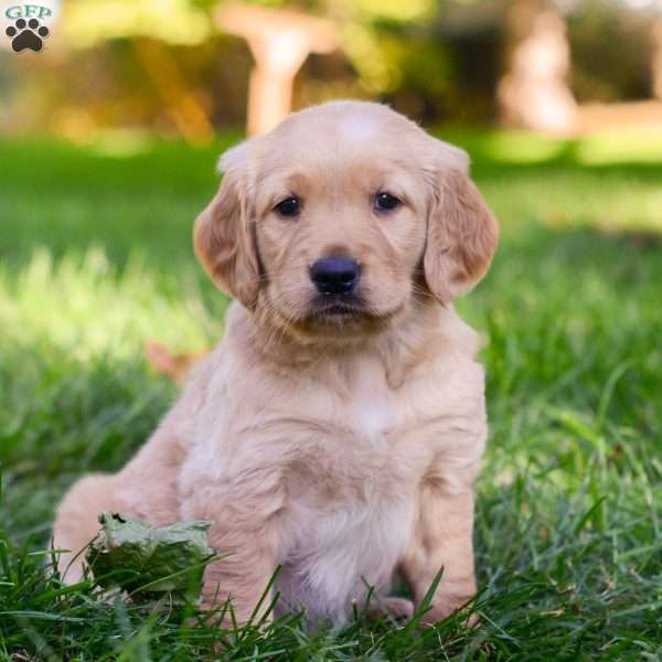 Ivy, Golden Retriever Puppy
