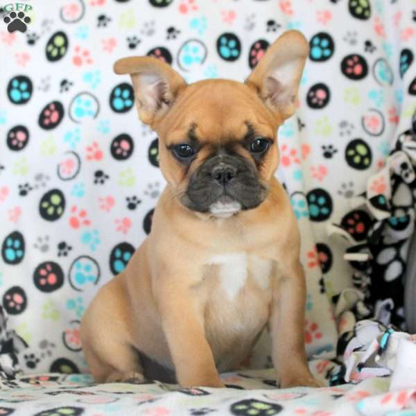 Ivy, French Bulldog Puppy