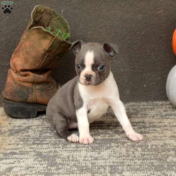 Ivy, Boston Terrier Puppy