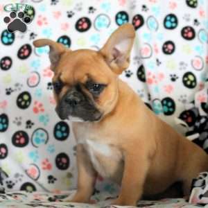 Ivy, French Bulldog Puppy