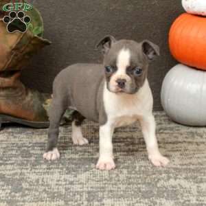 Ivy, Boston Terrier Puppy