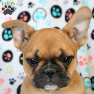 Ivy, French Bulldog Puppy