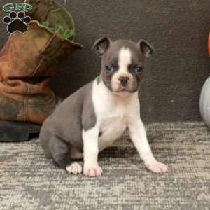 Ivy, Boston Terrier Puppy