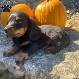Cosmo, Dachshund Puppy