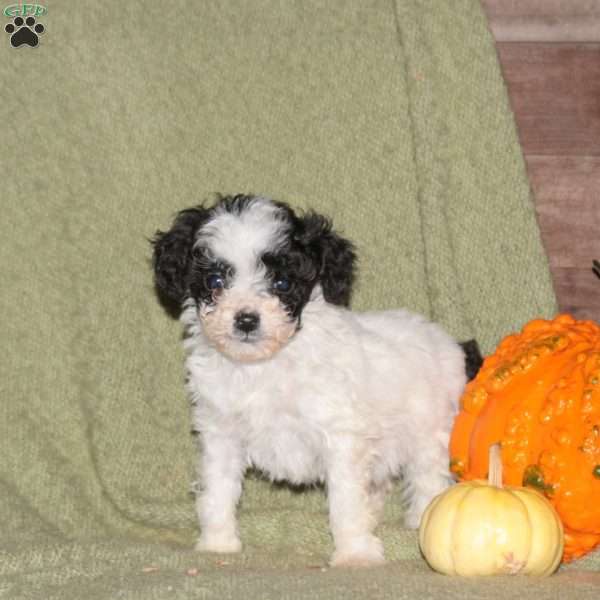 Izzie, Miniature Poodle Puppy