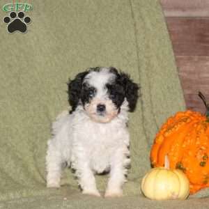 Izzie, Miniature Poodle Puppy